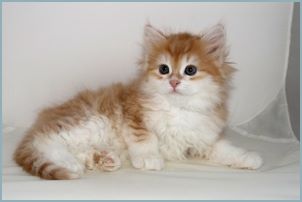 Male Siberian Kitten from Deedlebug Siberians